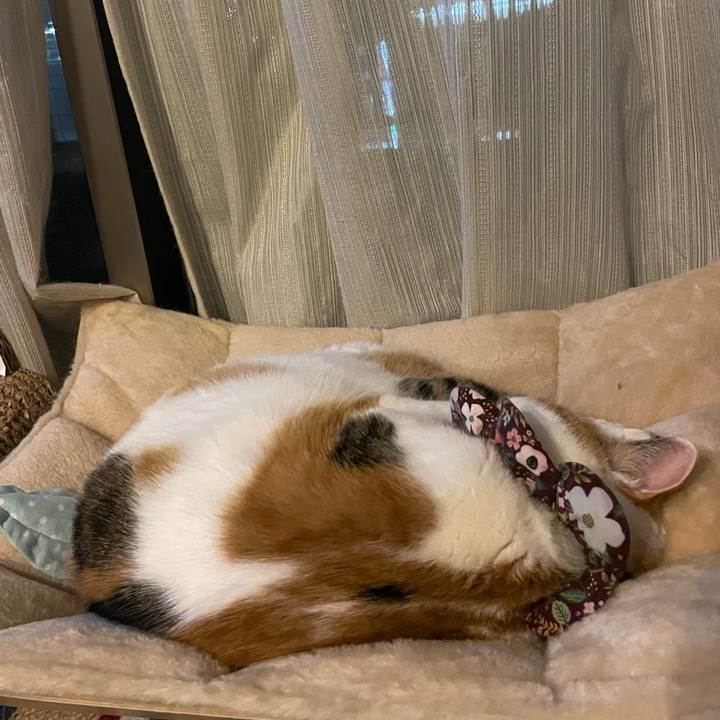 6b7cde00 74cd 49ff 98cf bea2f2ee7a12 1736763718277