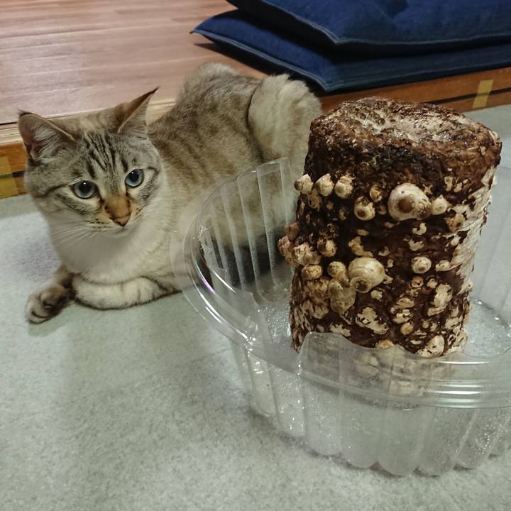 6b7ef65e 8506 4926 87c1 7c29e5642b0d 1589368584215