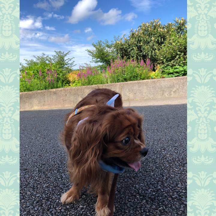 6b825271 176f 4a6d 9edc 241ff8d82ddf 1626479655788