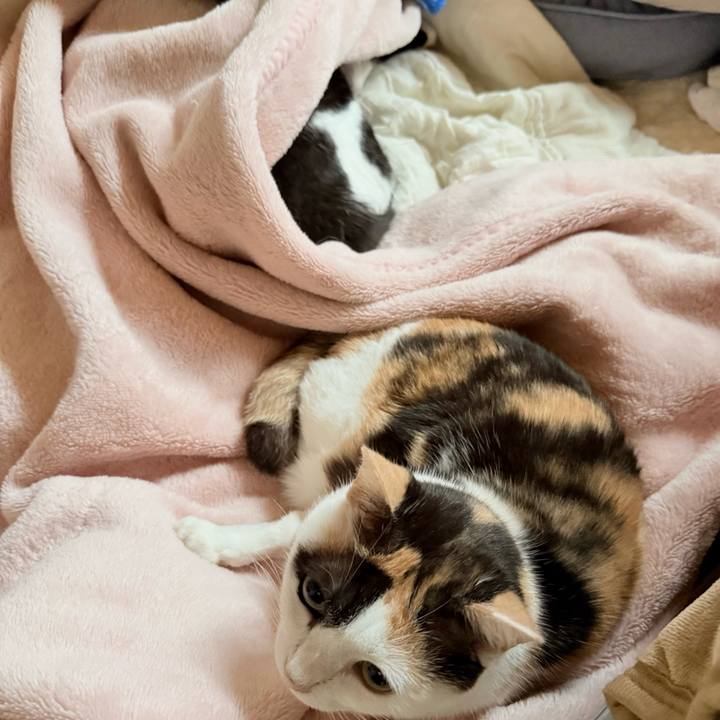 6b83d324 4fe3 4b7b 9a81 8806c8791624 1762653007795