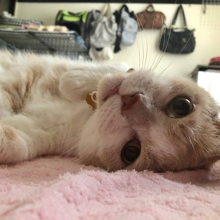 6b8537f8 dcd7 4bd4 b864 05178918723e 1589891978608