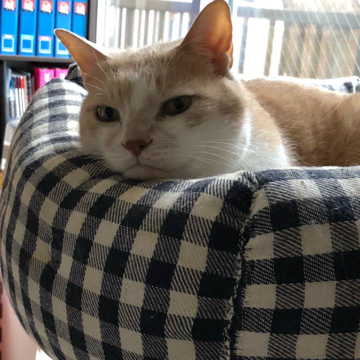 6b8a5aff 4add 4a67 89f4 d12b27dd240f 1526167934658