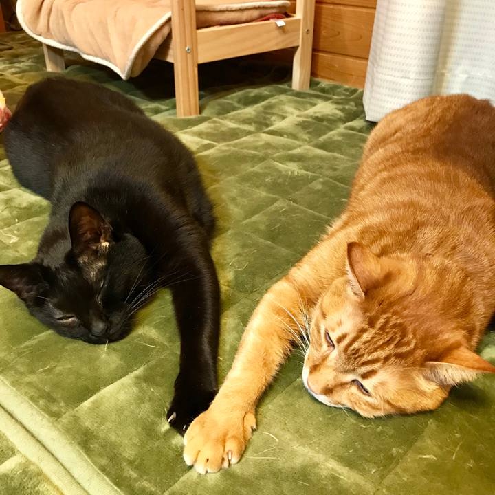 6b8c5f47 704c 44d6 9a21 fb5fad49afe7 1516089983398