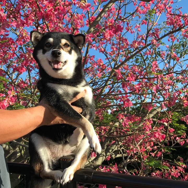 6b8df853 005d 4cff a625 ad51ab771c48 1511939979240