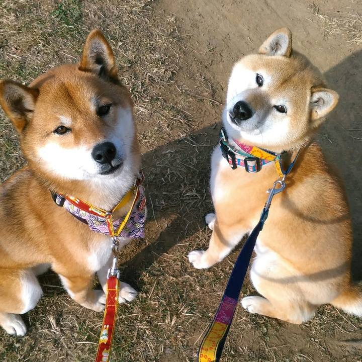 6b9068c0 24d0 4836 a582 e049bfa3ddc1 1519804029154