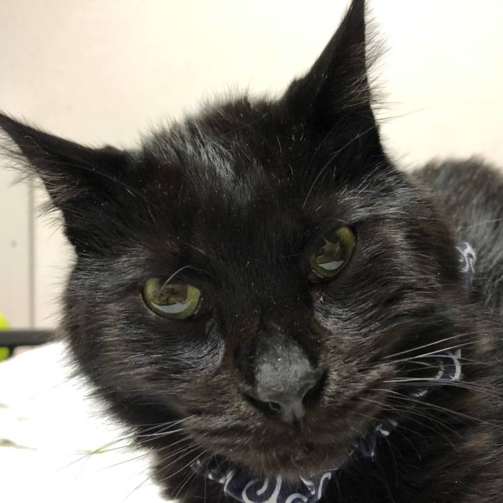 6b915927 4317 4cf6 85bb 7c939e8fbc2a 1586439299393