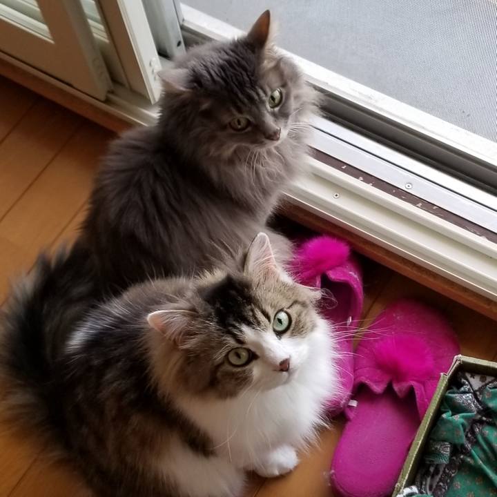 6b9560ee 107a 427c 9fad c89bcbc3d983 1589683912908