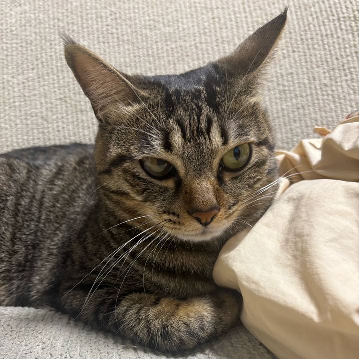 6b981bcb 3eca 457c beb0 08dded197b0f 1764545874913