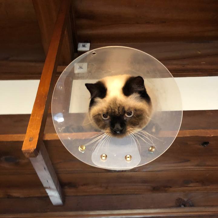 6b9ab4e2 fe6e 4fc6 b134 c3bd317c6ad7 1599353169867