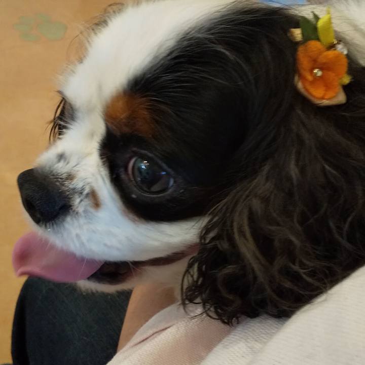 6b9ac8a2 bc43 4023 899d bc7b02f2f750 1561810768618