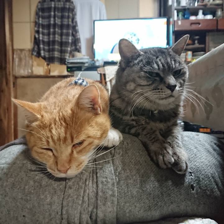 6b9f8ef7 d3aa 4a63 a657 ef9a33665de5 1575114695062