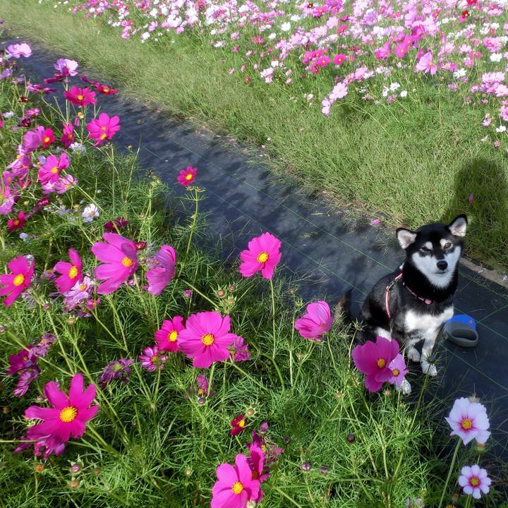 6ba00aa6 7df5 4e55 bdf8 4933617aefdd 1508456172333