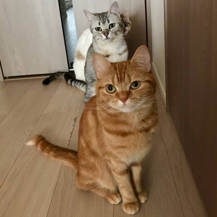 6ba0775f a89e 4ac1 a063 c74aac33aed9 1526941287190