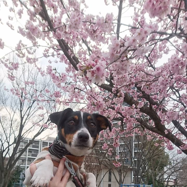 6ba14df6 76ae 4fd8 9114 aaf174ef758b 1552733833096