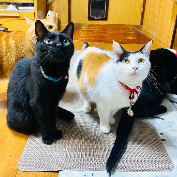 6ba1c7c4 16df 4909 9cf0 2fecaa1c500c 1757849622305