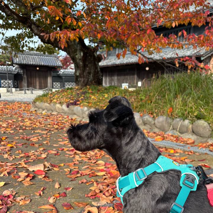 6ba1ea52 718f 4441 abde f31b9f7f8e9e 1763955800602