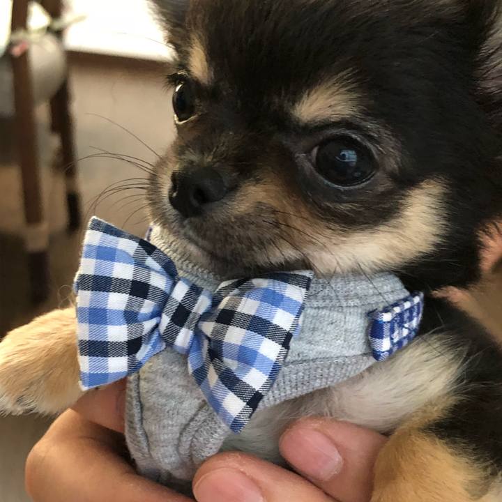 6ba58b9b 8e03 46b0 8da4 5f1ba4feeaba 1535279114730