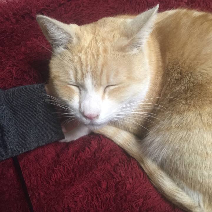 6ba696b7 261a 42dc aaea 8e90f3356249 1549177946739