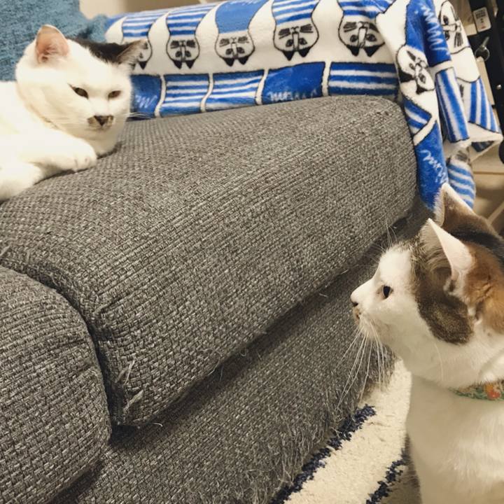 6ba6c03a 8748 455f 9c8c 039af0be9fb2 1526636878350