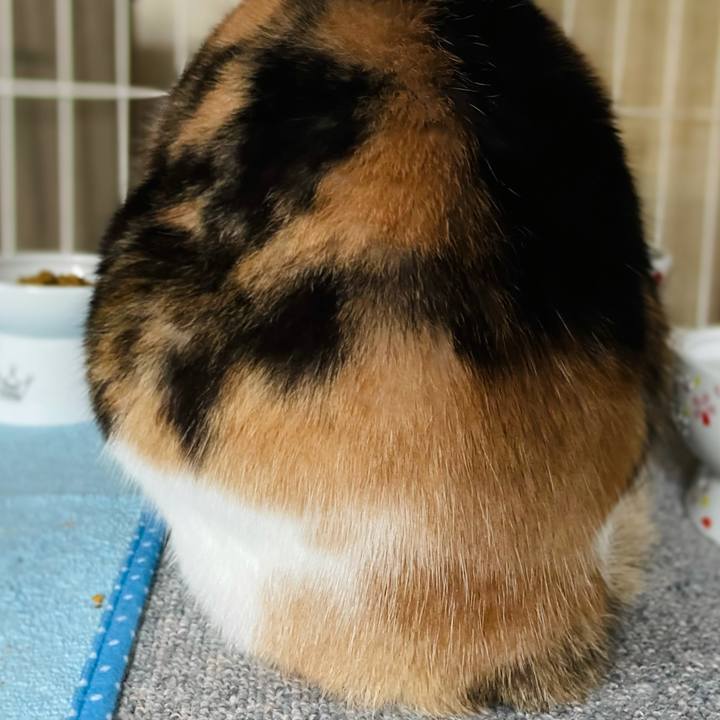 6baafadb 6a11 46e2 a7fe 036da07e7c8f 1620612819575