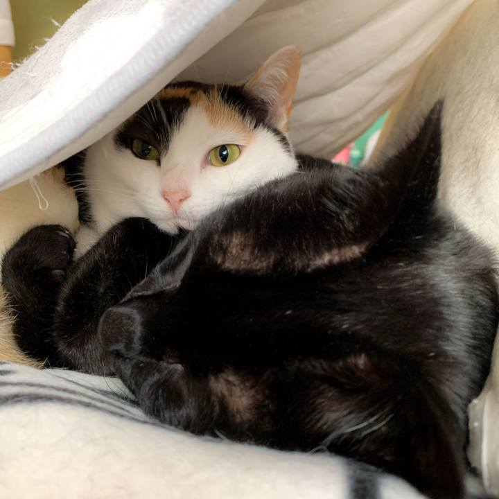 6bae2e8a cfbb 46b6 9a44 b65e5b6f739f 1589330595561