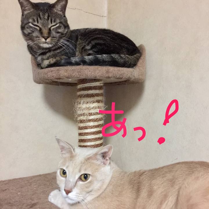 6bae410c 4cb9 41e9 8617 d84633ad3bed 1511351418812