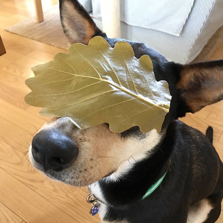 6bb40920 7cec 4c13 9d17 0b1f68457438 1525505994054