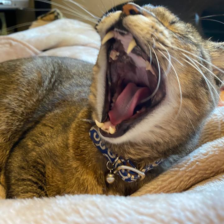 6bb66cb7 bbe1 42d9 9838 8e2828b0ba0c 1586673647941