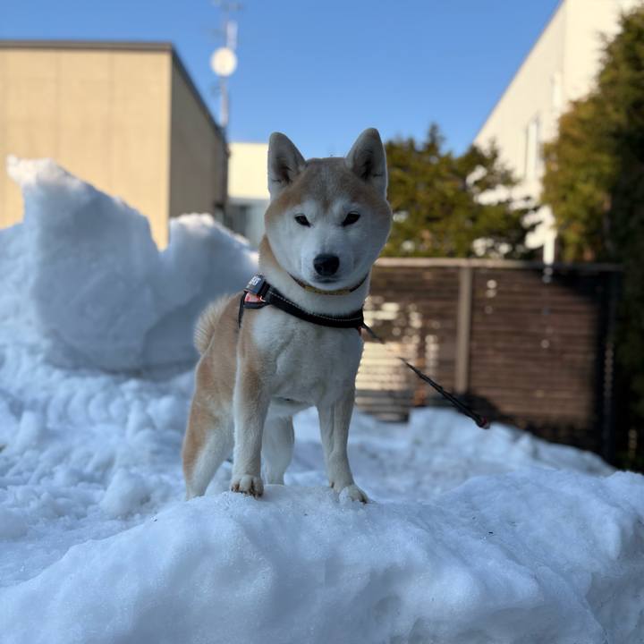 6bb7425b c817 4997 b091 896aa16a3e15 1774612840478