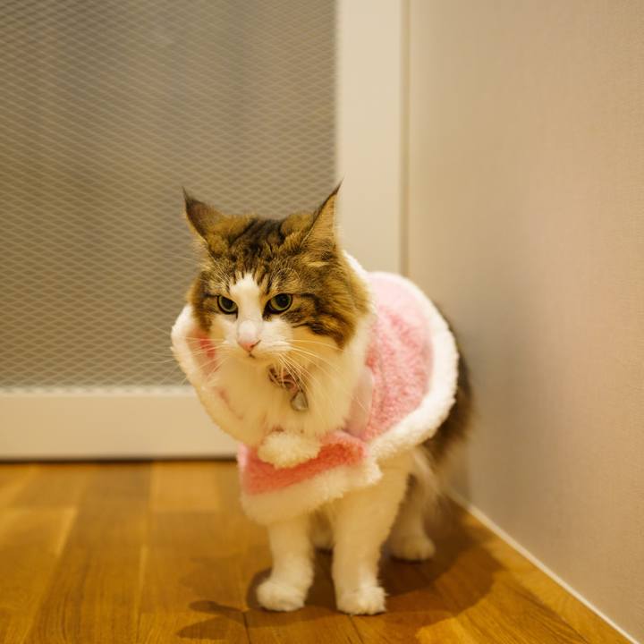 6bb7cb1b 55eb 4197 9e56 ab300d7a5b11 1671977108342