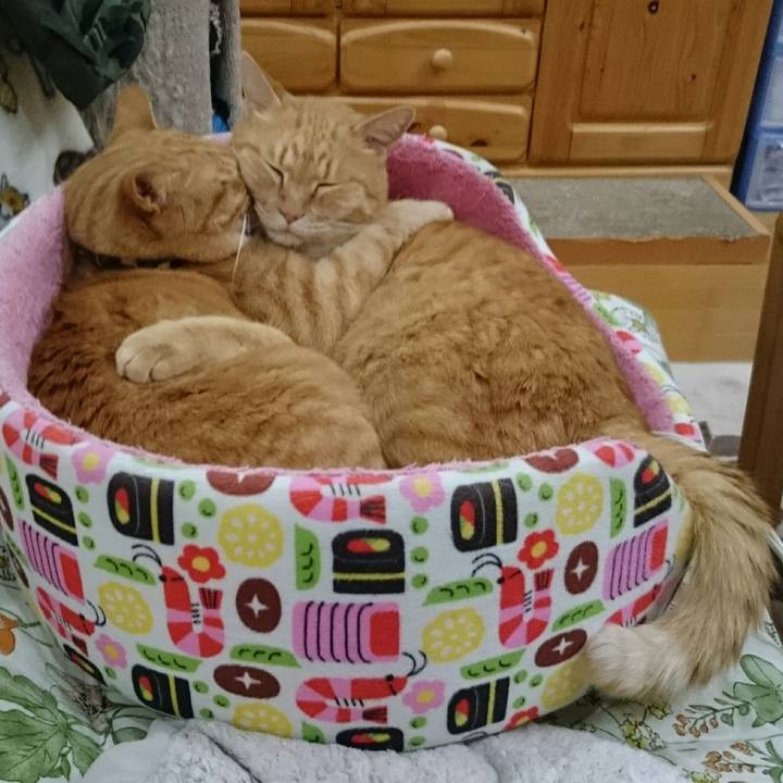 6bb856fb ef03 4cab bbfd c98977c09daa 1544169417532