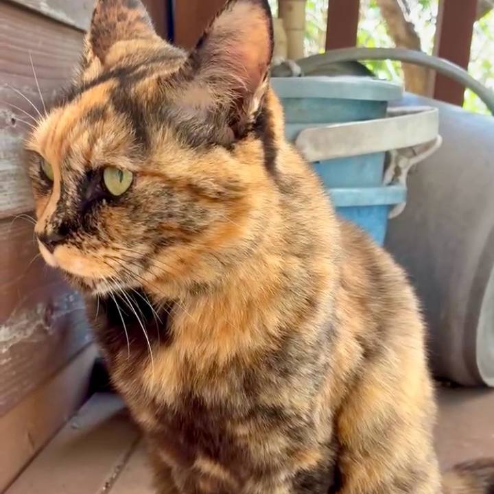 6bb86403 e825 4a75 8df6 8c0920147db7 1762153756601