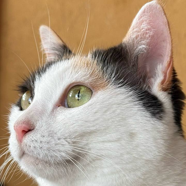 6bb94bc8 11af 4264 ac22 5ee07280ca6a 1729299826321