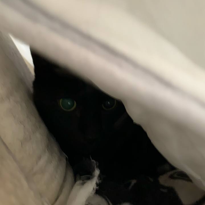 6bbbc580 11d4 436a 9364 28d8db9f329b 1582598293096