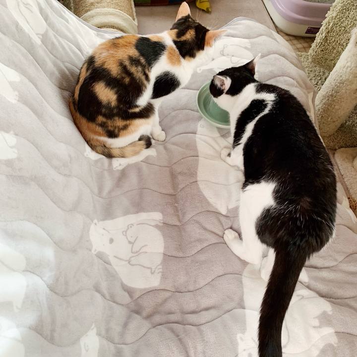 6bc581bd b12c 4aff b288 026ad0e47098 1543977802522