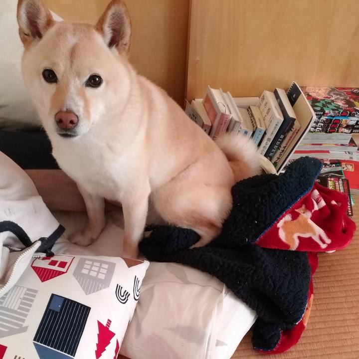 6bc636fb d212 410c ae31 be55774a7423 1612569052181