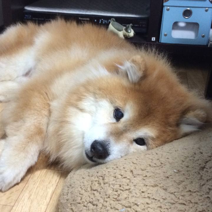 6bc6728d b0b5 49dc a723 82f0cdfa0e26 1542463049620