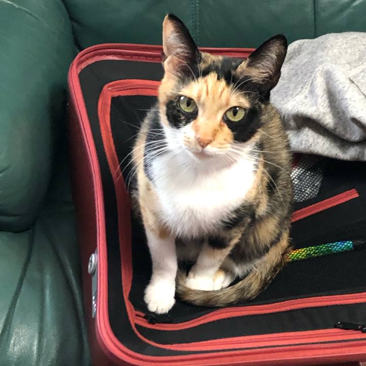 6bc70212 ba0f 4d5b b67c 0e0d32e3ac32 1549589013487