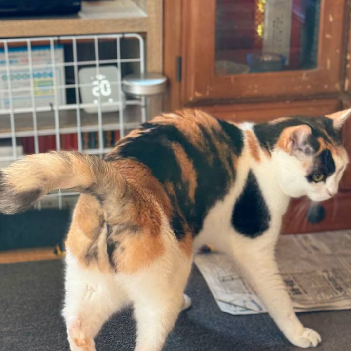 6bc7138b 1cb9 422d af65 8e0034288eb9 1766368482501