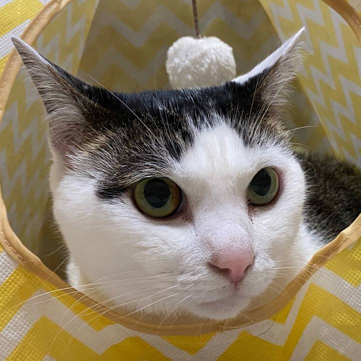 6bc86618 f412 4d8d 8348 25bb3796d8e2 1763187742128