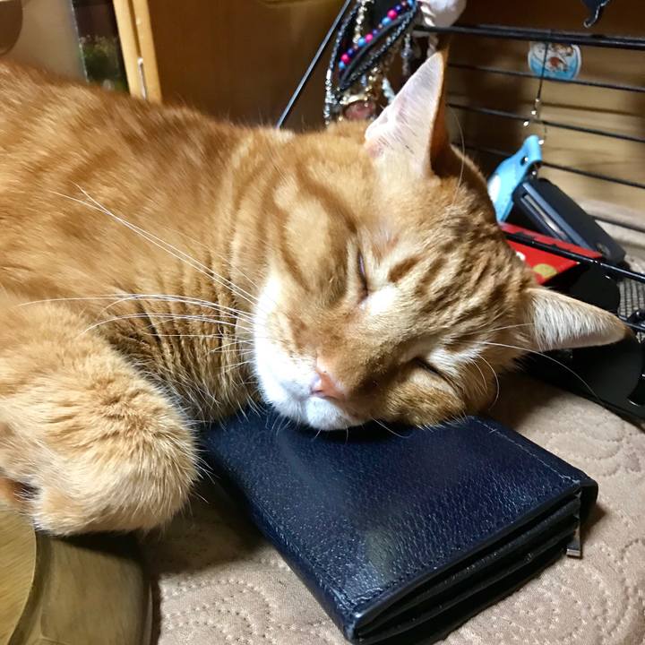 6bcad0f8 f8de 4101 8313 8174f1fe06a8 1544615144478