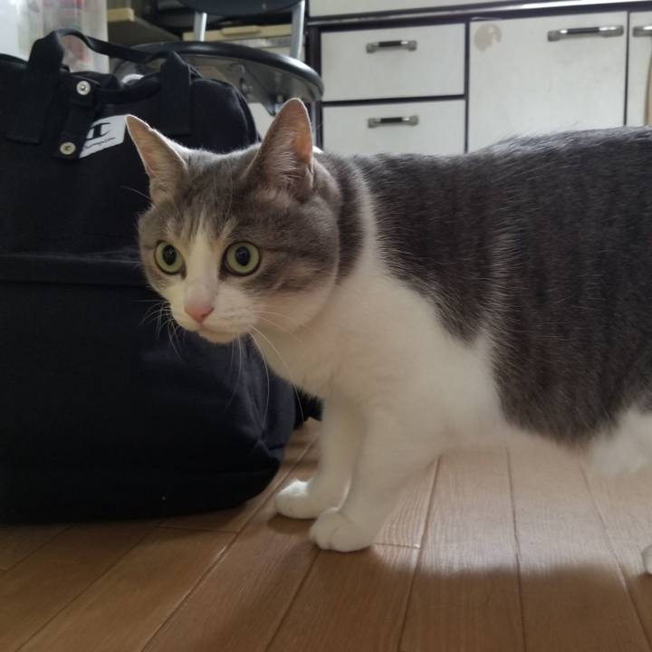 6bcd7cb3 c72a 49cc b276 f59a8ededbeb 1591447256843