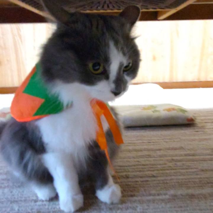 6bd4ad13 be5c 4264 834a 6d8312ecf9b9 1635666174221