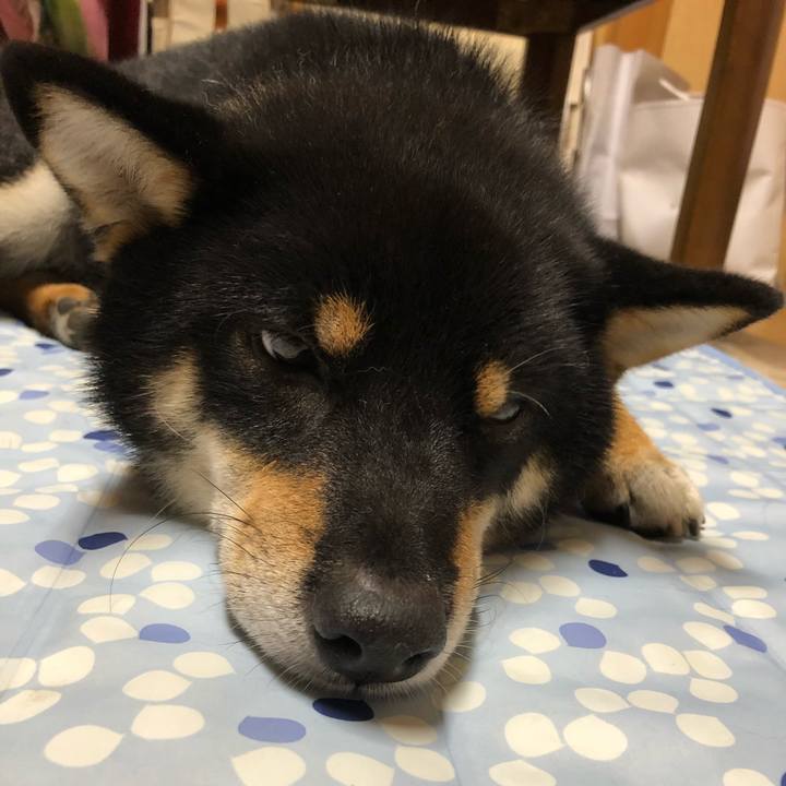 6bd67c6c 620f 412b 940b a40c81c4ce20 1540088392593