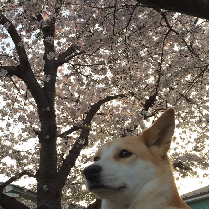 6bd9cf95 4f69 462d 9de6 5cc68d259576 1524309556044