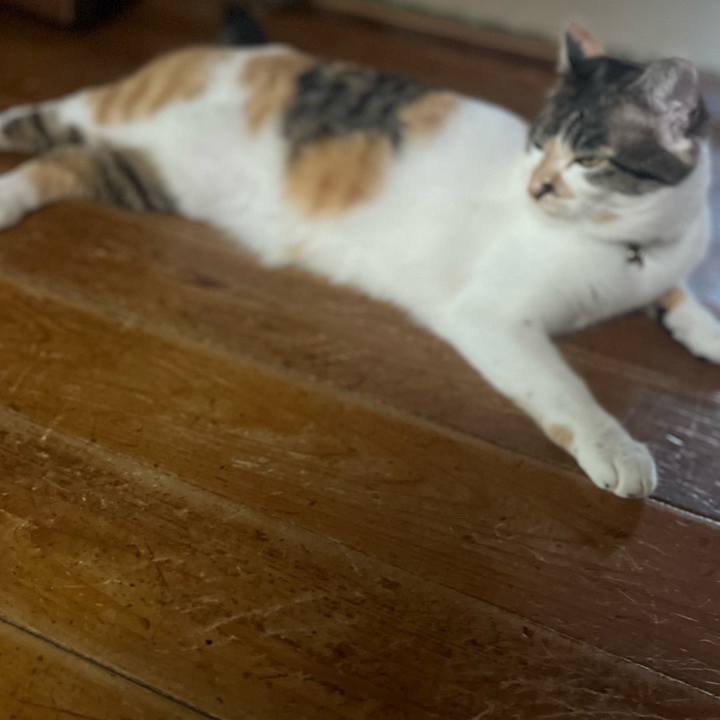 6bdcc4a6 6722 432c 84f8 326d1dd1351a 1755646599032