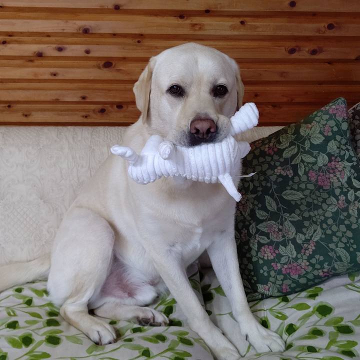 6bdce72c e777 4248 9010 4a92e3a1ce66 1594949238421