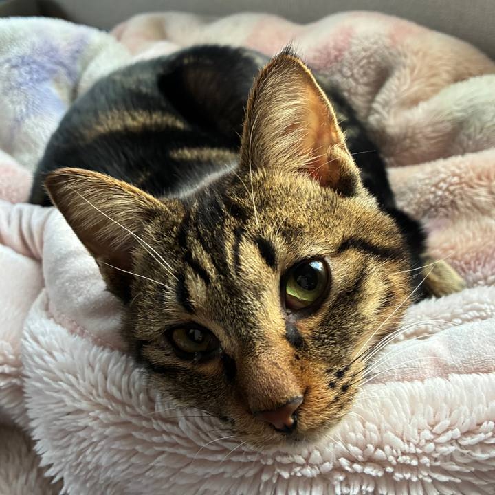 6be1dcb3 d999 49d6 bece 6c603cdf1c78 1760998704367