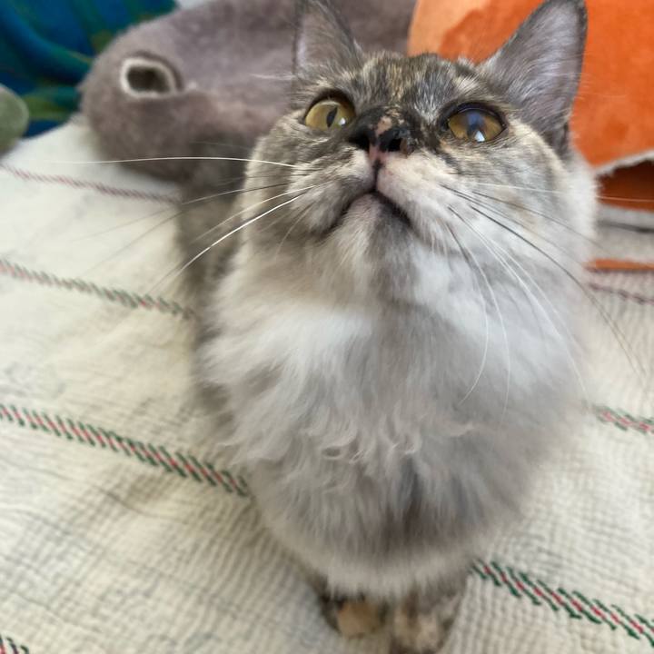 6be2ac28 3c37 4abd 8b78 4082a0fd512c 1709527680930