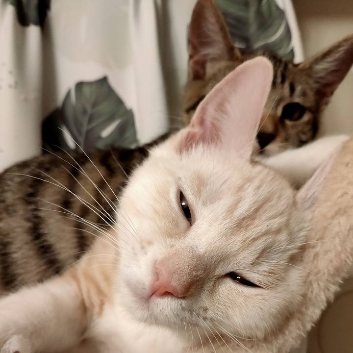 6be8ca61 80cf 4f55 a47d a5f18e7a5d2f 1627395175274